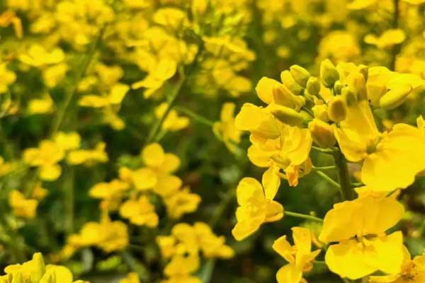 铜陵赏油菜花地方推荐