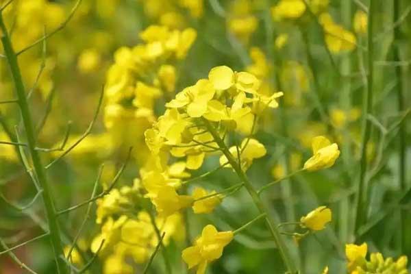 铜陵赏油菜花地方推荐