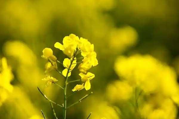 铜陵赏油菜花地方推荐