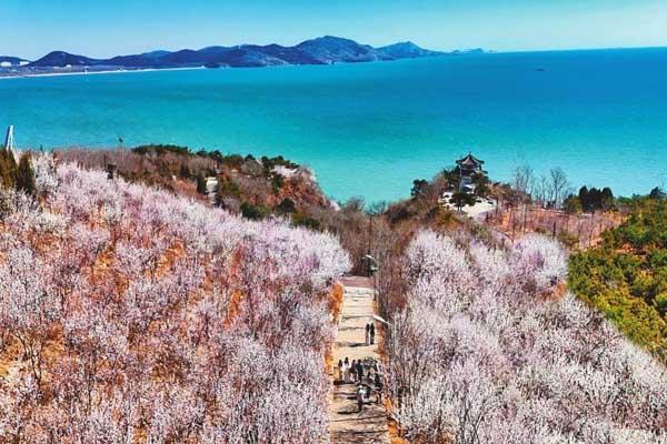 葫芦岛赏桃花最佳地点在哪