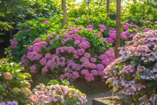 成都哪里有绣球花花海
