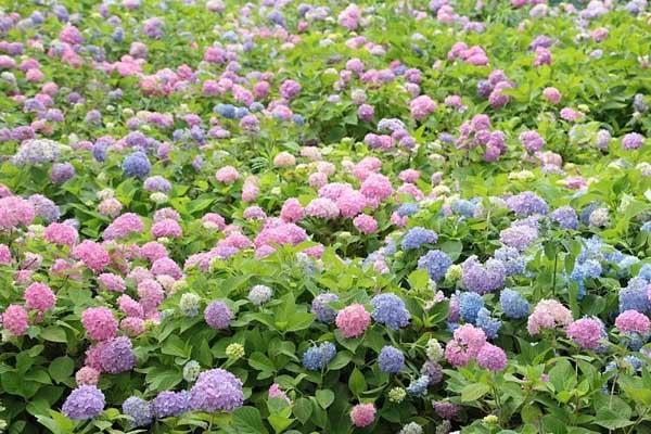 成都哪里有绣球花花海