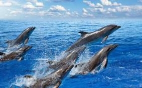 游客疑似活捉海豚 海滩游客注意事项有哪些