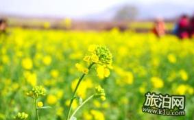 2018北京油菜花在哪里 北京油菜花什么时候开