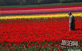 2018春季济南赏花攻略花期+地点+交通