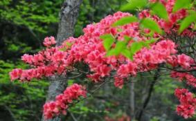 2018大围山杜鹃花节怎么去+观赏路线