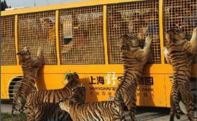 上海野生动物园攻略  上海野生动物园票价是多少