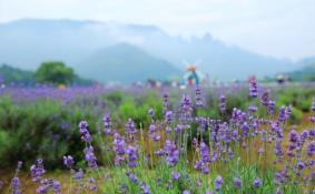 仙居薰衣草什么时候开 仙居薰衣草怎么走