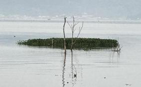 杞麓湖国家湿地公园自助旅游攻略