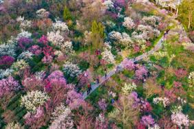 南京梅花山门票收费标准及游玩攻略