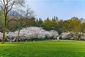 杭州看樱花的景点推荐