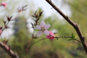 济南大明湖春天的花有哪些