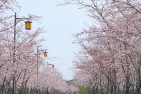 扬州看樱花的地方在哪里