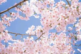 杭州三四月份有什么花可以看?杭州春季赏花攻略