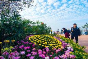 长沙菊花展两大场地赏花指南