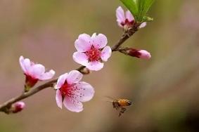 浙江温州哪里的桃花好看 这几个地方的桃花粉嫩又清新