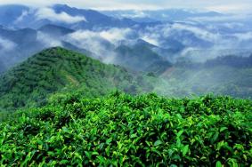 南山茶海旅游风景区怎么样 南山茶海门票价格