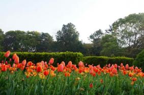 2022湖南省植物园现在有什么花开放?