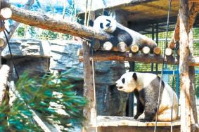 2022南宁动物园熊猫馆开放了吗