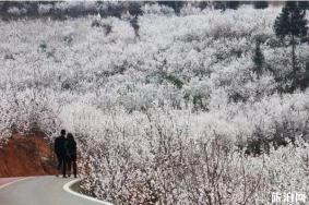 毕节纳雍瓜仲河樱桃花在哪里观赏 什么时候开