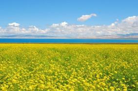 2022青海湖油菜花什么季节开 最佳观赏地点在哪里