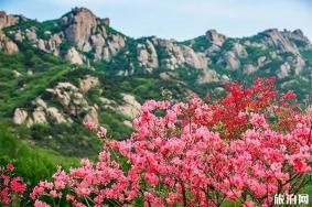 五莲山杜鹃花几月开 赏花地推荐