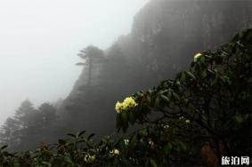 昆明轿子雪山介绍 轿子雪山地址-交通指南