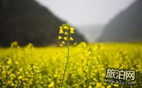 2022兴化油菜花几月开 怎么去兴化油菜花赏花