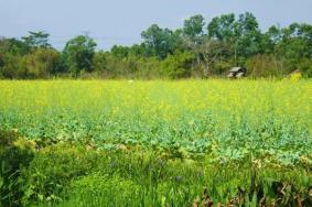 深圳油菜花海在哪里 2022深圳赏油菜花最好的地方