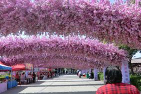 上海桃花节是几月几日2022年 附赏花路线