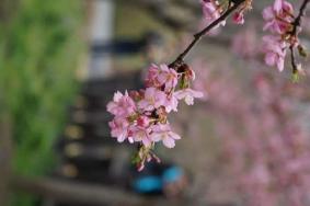 上海樱花节具体地方在哪里?上海樱花节交通攻略