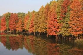 长沙水杉景点有哪些地方 水杉打卡地点推荐