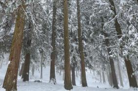 重庆看雪景去哪里最好