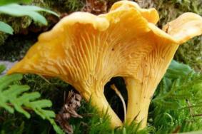 云南蘑菇哪些有毒 ​云南省野生菌中毒预警公告