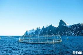 挪威哪里养殖三文鱼 虹鳟鱼和三文鱼的区别