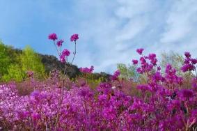 密云杜鹃花海在哪里 密云杜鹃花什么时候开