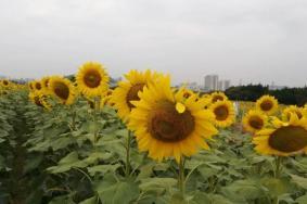 深圳五月赏花的地方有哪些