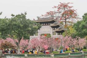 2023广州看樱花最好的地方在哪里