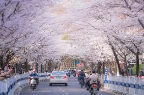 2023南京樱花开的时间是几月(最佳观赏时间)