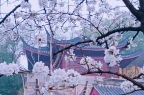 2023年南京鸡鸣寺的樱花开了吗 南京鸡鸣寺樱花什么时候开