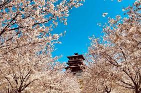 2023郑州樱花景点有哪些