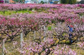 2023上海桃花节时间+地点+游玩攻略