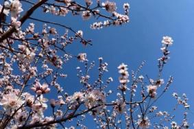 天津春季赏花的地方有哪些 赏花时间攻略