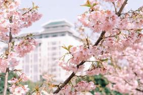 武汉大学樱花预约2023