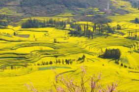 罗平油菜花几月份去最好 最佳观赏地点推荐