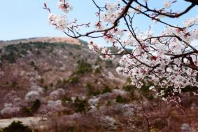 浙西天池樱花几月花开 浙西天池在哪里?