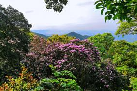 2023深圳梧桐山杜鹃花花期 附看花地点及赏花路线