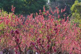 2023广州赏桃花的地方 广州哪里桃花最多漂亮