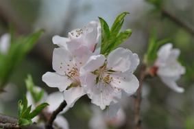 2023上海樱花节是几月几日