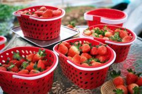 重庆周边草莓采摘地方有哪些